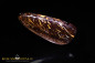 Preview: Yowah Boulder Opal - 36,05ct