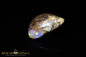 Preview: Jundah opalisiertes Holz Boulder Opal - 6,8ct