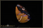 Preview: Yowah Boulder Opal - 21,45ct