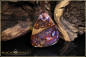 Preview: Yowah Boulder Opal Pendant - 45,42ct