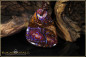 Preview: Yowah Boulder Opal Pendant - 45,42ct