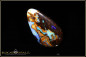 Preview: Winton Boulder Opal - 16,39ct