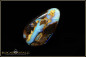 Preview: Winton Boulder Opal - 16,39ct