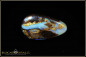 Preview: Winton Boulder Opal - 16,39ct