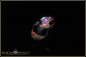 Preview: Banten Holzfossil Opal - 4,06ct