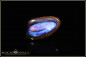 Preview: Yowah Boulder Opal Nuss Herz - 21,56ct