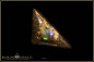 Preview: Winton opalisiertes Holz Boulder Opal - 20,32ct