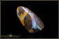 Preview: Winton Boulder Opal - 24,95ct