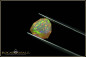 Preview: Pinfire Fancy Trilliant Welo Opal - 2,94ct