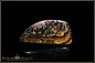 Preview: Koroit Boulder Opal - 29,40ct