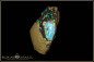 Preview: Black Gate Boulder opalisiertes Holz Opal - 32,51ct