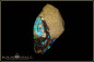 Preview: Black Gate Boulder opalisiertes Holz Opal - 32,51ct