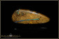 Preview: Jundah opalisiertes Holz Pipe Boulder Opal 26,30ct