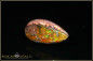 Preview: Mexico Matrix Cantera Fire Opal - 18,90ct