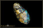 Preview: Yowah opalisiertes Holz Boulder Opal 15,43ct