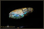 Preview: Yowah opalisiertes Holz Boulder Opal 15,43ct