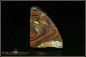 Preview: Yowah Boulder Opal - 27,92ct