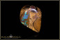 Preview: Yowah Boulder Opal mit opalisiertem Holz - 24,40ct