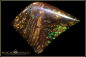 Preview: Opalton Boulder Opal - 69,51ct