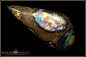 Preview: Yowah Boulder Konglomerat Opal - 49,98ct