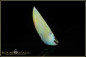 Preview: Winton Boulder Opal - 6,76ct