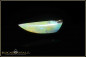 Preview: Winton Boulder Opal - 6,76ct