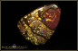 Preview: Yowah Boulder Opal - 62,50ct