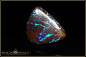 Preview: Winton Matrix Boulder Opal - 37,24ct