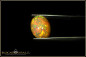 Preview: Welo Opal Cabochon - 4,35ct