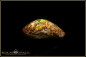 Preview: Jundah opalisiertes Holz Boulder Opal - 6,65ct