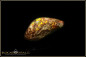 Preview: Jundah opalisiertes Holz Boulder Opal - 6,65ct