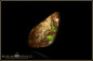 Preview: Jundah opalisiertes Holz Boulder Opal - 6,65ct