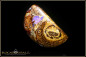 Preview: Yowah Boulder Opal - 29,05ct