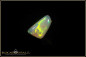 Preview: Welo Opal - 3,46ct