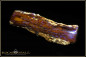 Preview: Lightning Ridge opalisiertes Holz Opal - 31,90ct