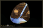 Preview: Winton Boulder Opal - 28,40ct