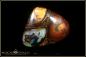 Preview: Yowah Boulder Opal - 28,94ct