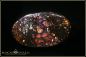 Preview: Koroit Boulder Opal - 51,30ct