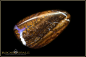 Preview: Yowah Boulder Opal - 46,40ct