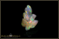 Preview: Welo Opal "Caving Leaf" - 4,84ct