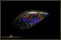 Preview: Andamooka Matrix Opal - 9,24ct