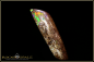 Preview: Yowah opalisiertes Holz Boulder Opal - 7,76ct