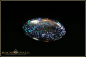 Preview: Koroit Matrix Boulder Opal - 10,11ct