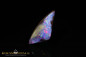 Preview: Winton Boulder Opal - 4,25ct