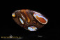 Preview: Yowah Boulder Opal - 35,50ct