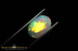 Preview: Welo Metallic Neon Opal facettiert im Ovalschliff - 0,94ct