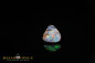 Preview: 4,65ct Winton opalisiertes Holz Boulder Opal