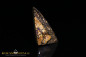 Preview: Winton opalisiertes Holz Boulder Opal - 13,22ct