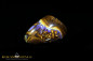 Preview: Koroit Boulder Opal mit toller Musterung und blauen Opaleinschlüssen - 35,54ct