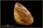 Preview: Yowah opalisiertes Holz Boulder Opal - 52,50ct